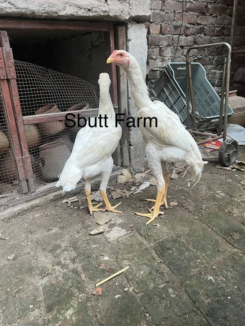 White Shamoos 8