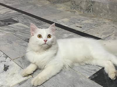 Persian female 4 month