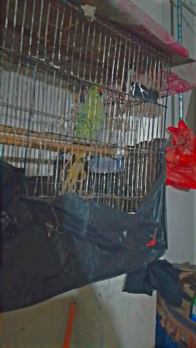Breeder green ringneck parrot male