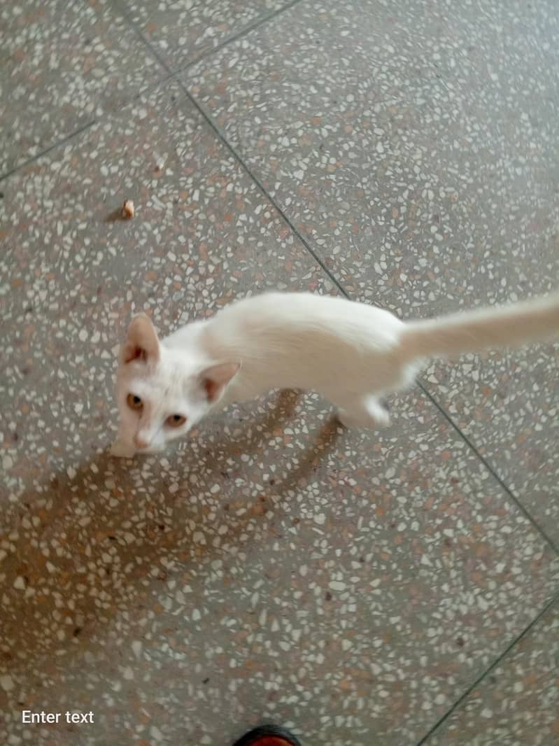 2 cats 1