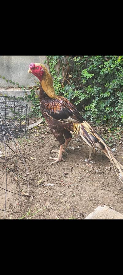 Jet Black Shamo Male + parrot beak