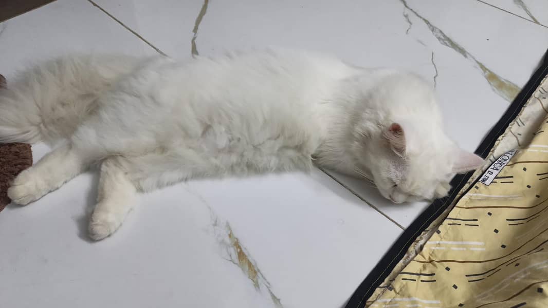 Russian cat 0