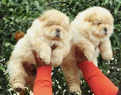 Chow chow puppies available top quality male female both available