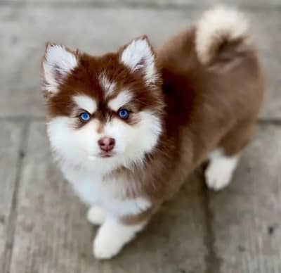 Siberian husky puppy blue eyes urgent sale