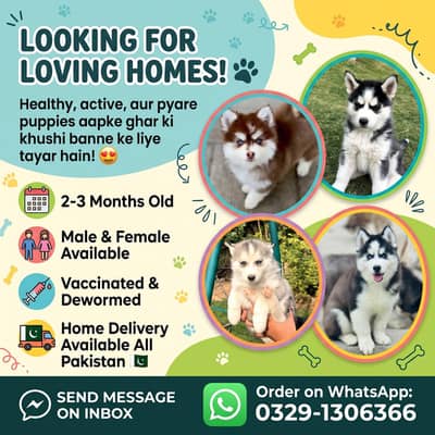 Siberian husky puppy for sale blue eyes