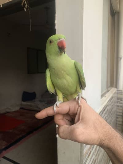 healthy and active zero bite semi tammed male hand train kam ho jainge