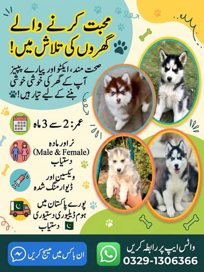 Siberian husky puppy for sale blue eyes