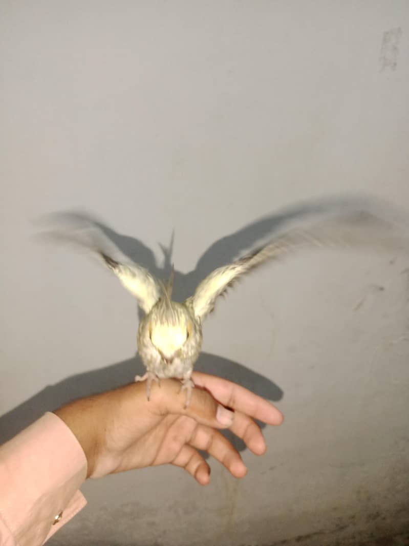 coktail 1