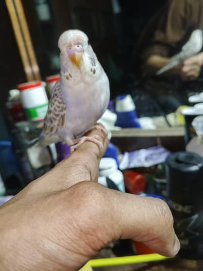undersized budgie