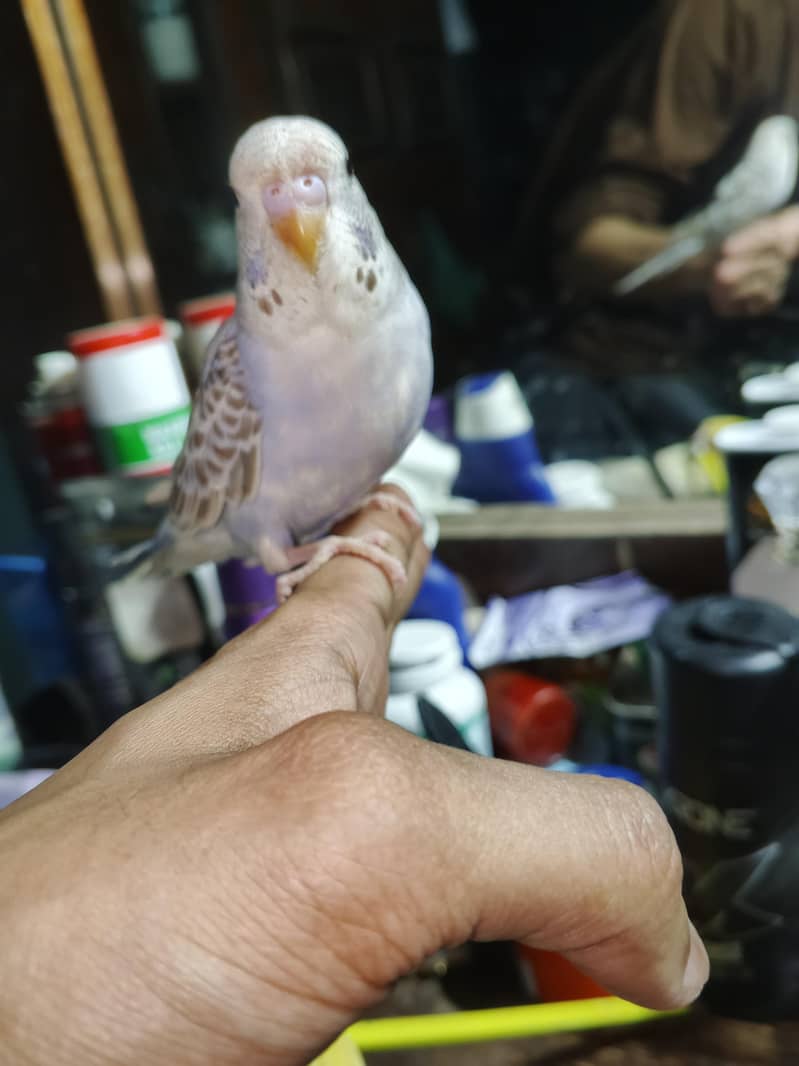 undersized budgie 0