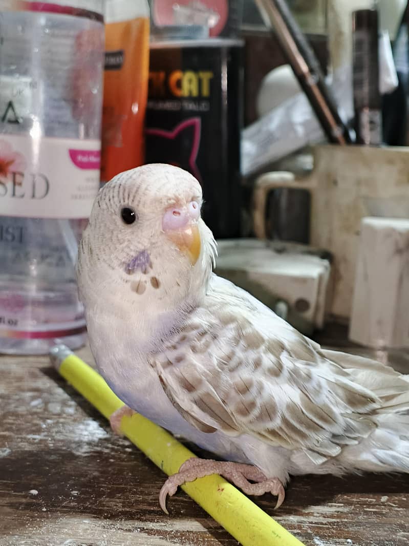 undersized budgie 1