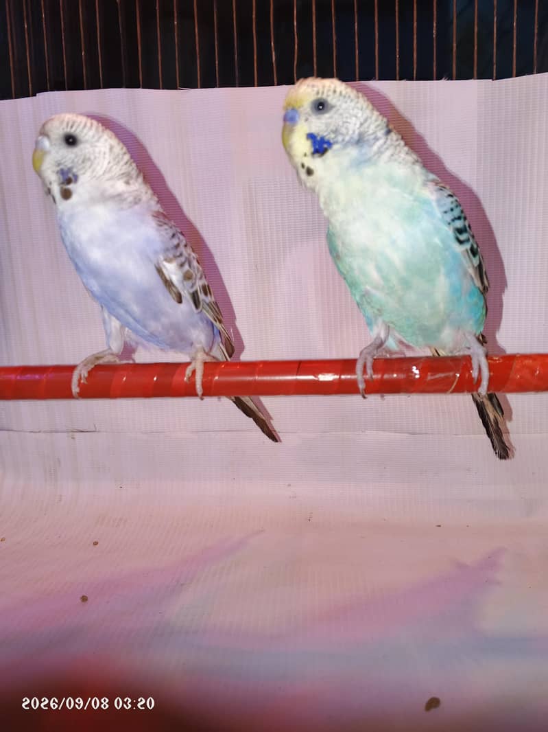 undersized budgie 2