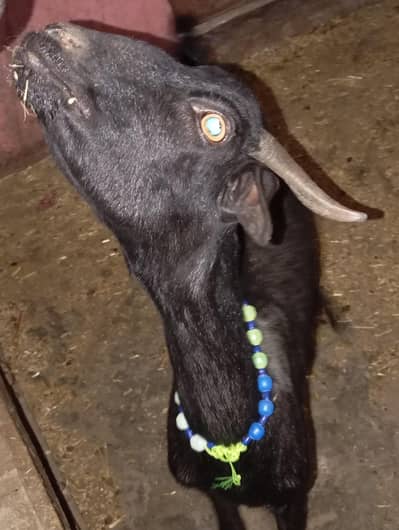teddi bakri 2 month ki gaban 4 dant urgent sale