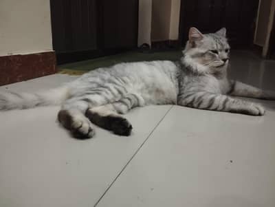 percian cat forsale