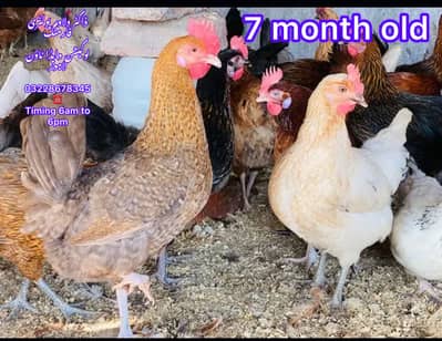 EGG LAYING HEN | DESI | GOLDEN | Misri| Chicks| Chuza|MURGI|PAthi