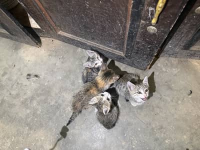 Cute Kittens for Adoption