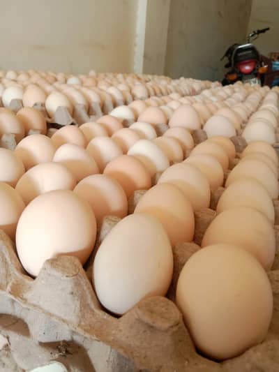 Fresh Desi Anday Farm Rate Per Available Hain