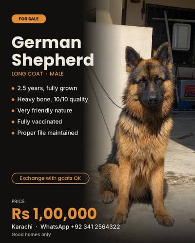 German Shepherd Long Coat Male 2.5 Yrs | Heavy Bone | Friendly