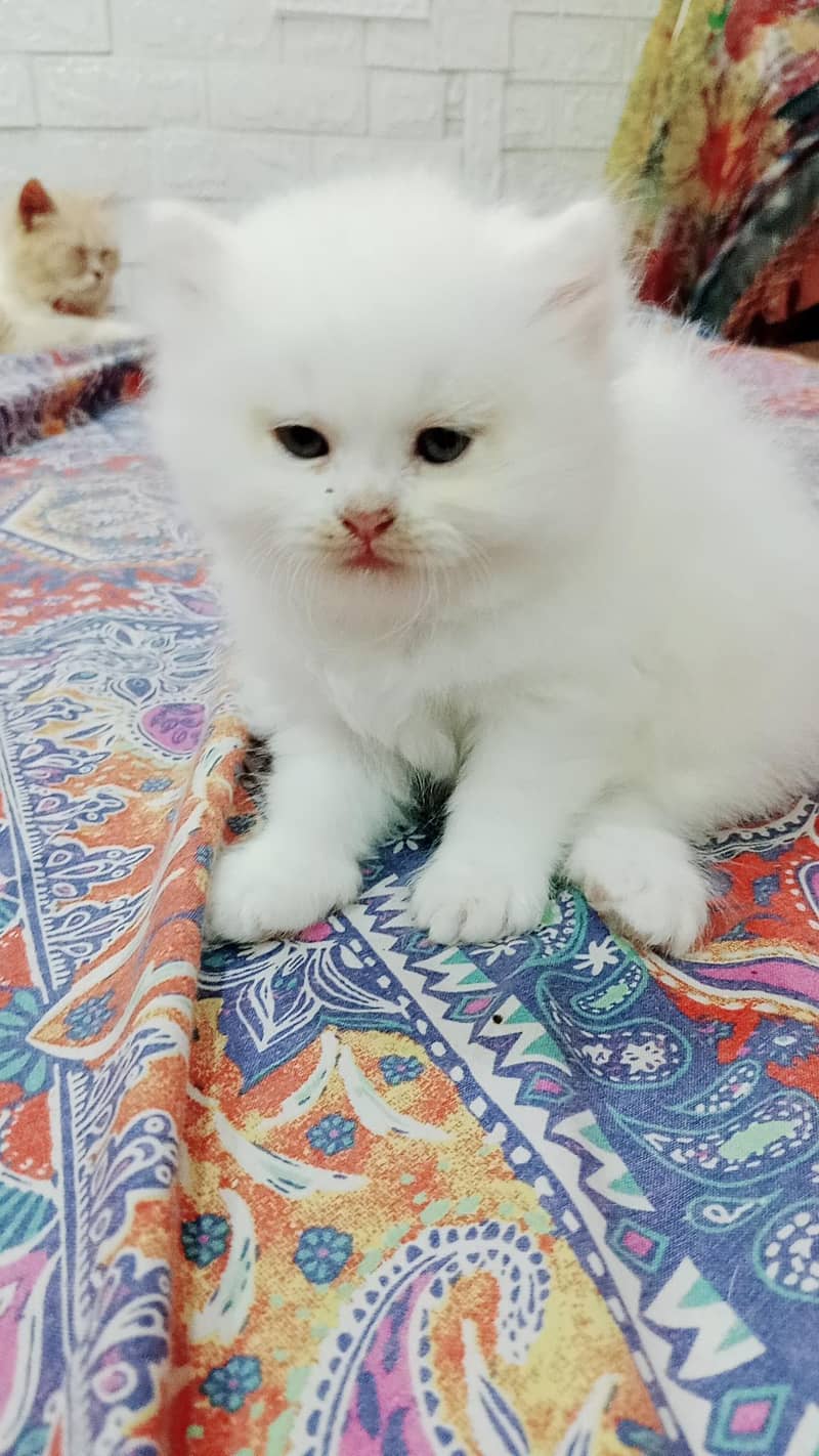 Persian kittens 0