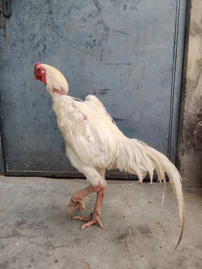 Pure White Shamo