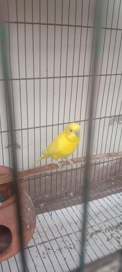 parrot
