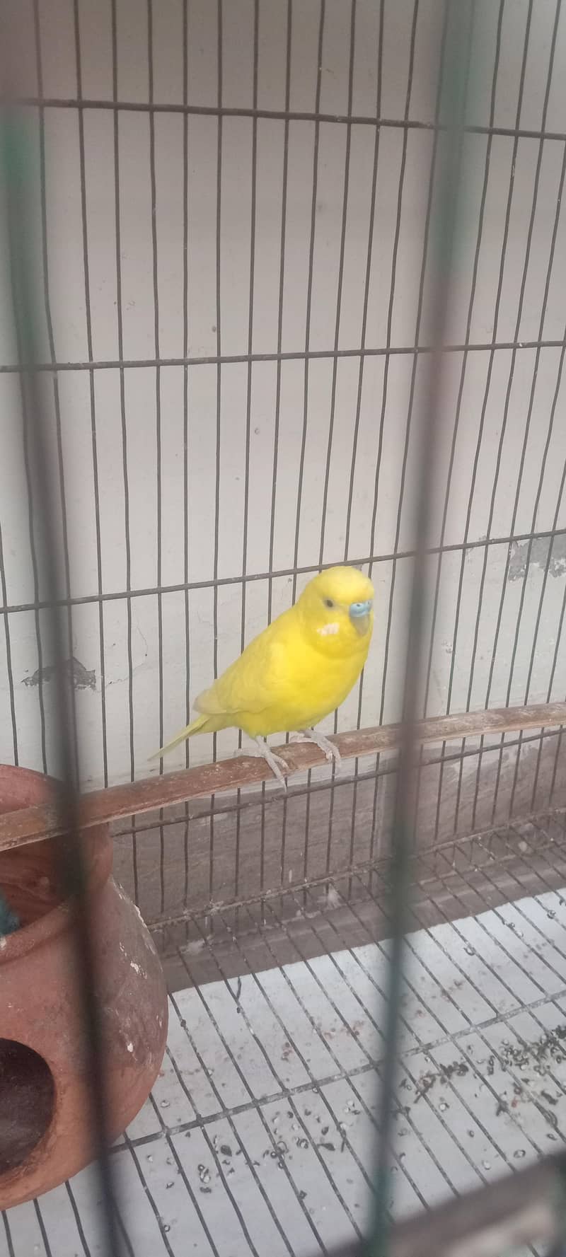 parrot 0