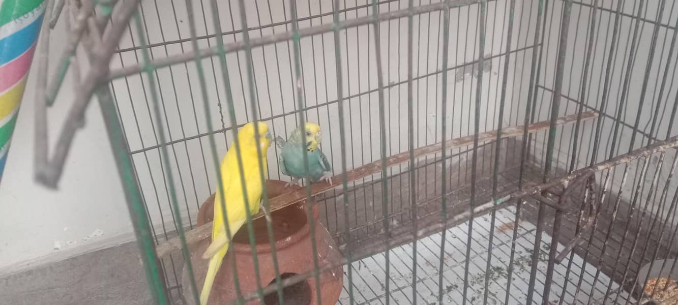 parrot 1
