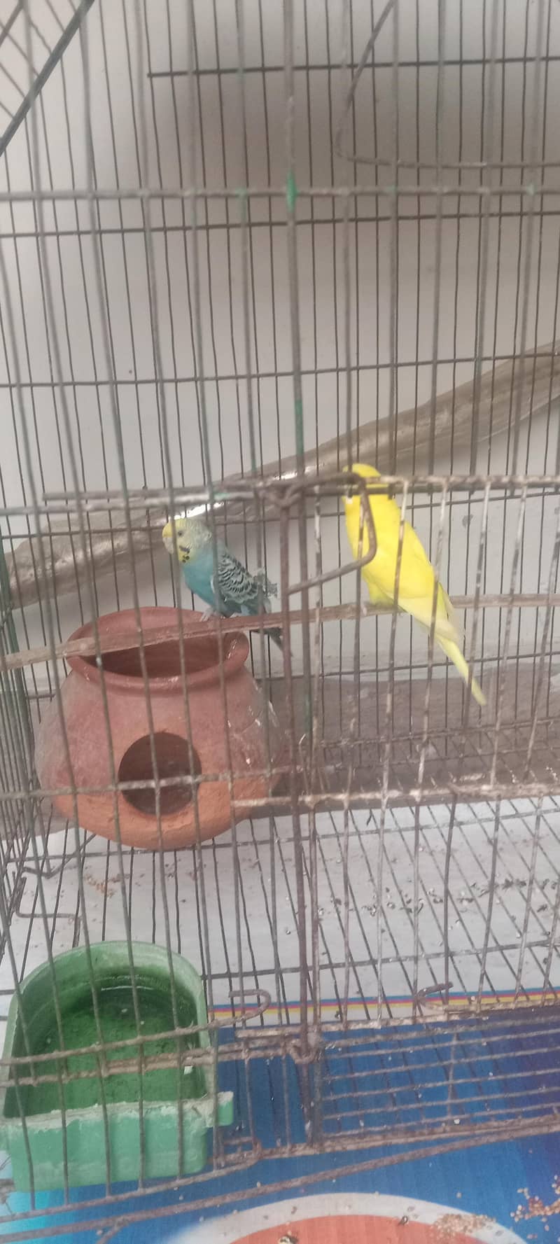 parrot 3