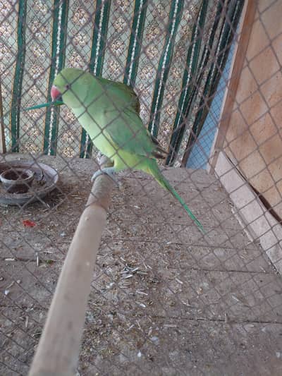 parrot for sale