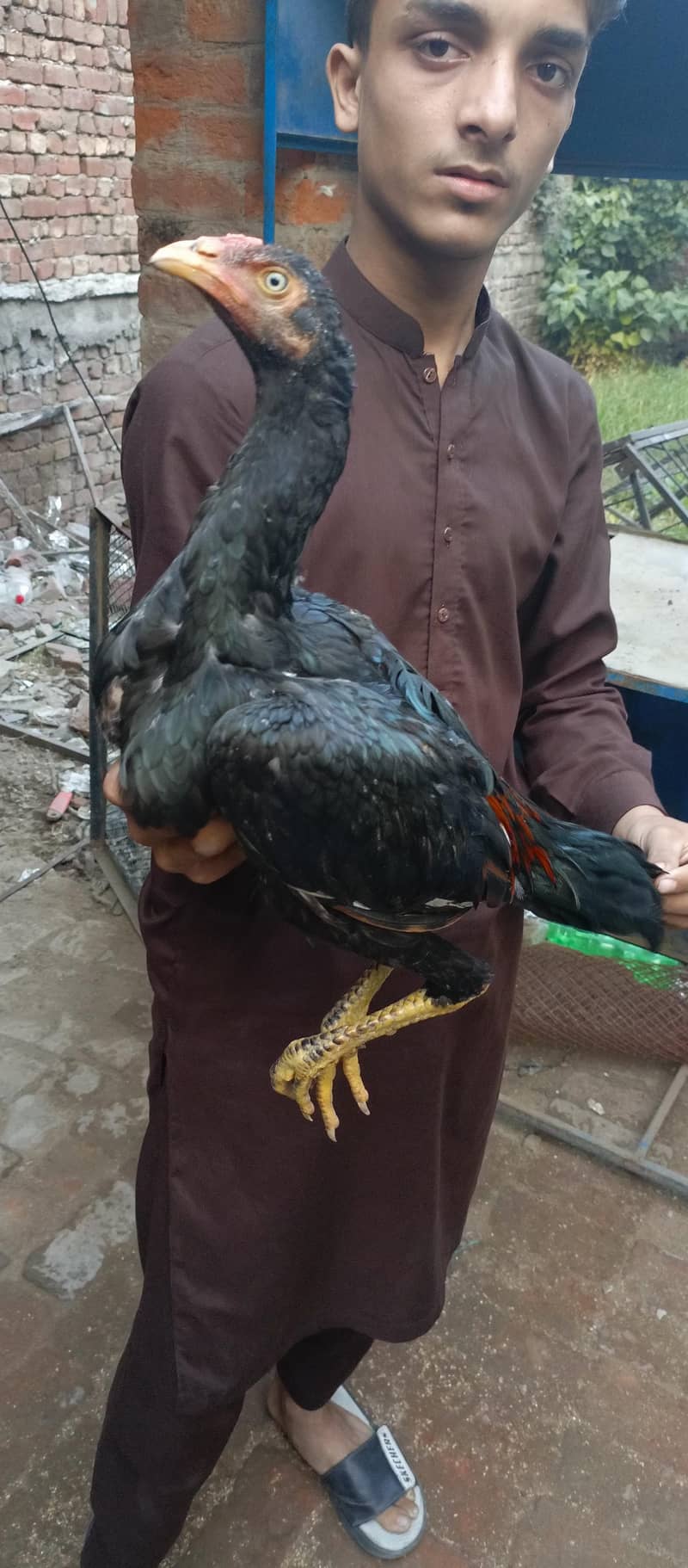 pakoya and sindhi patha 1