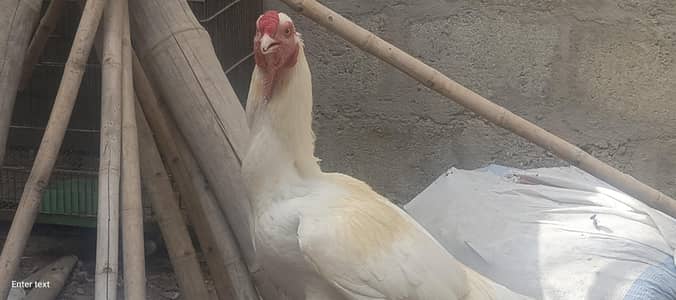 paper white heera