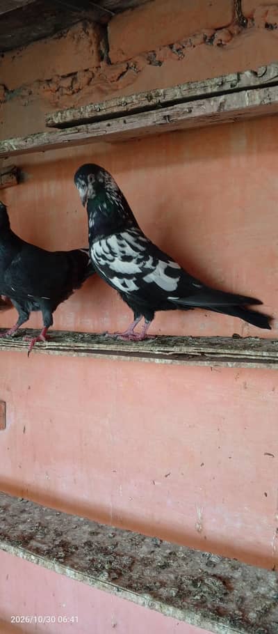 breedar pigeons 7