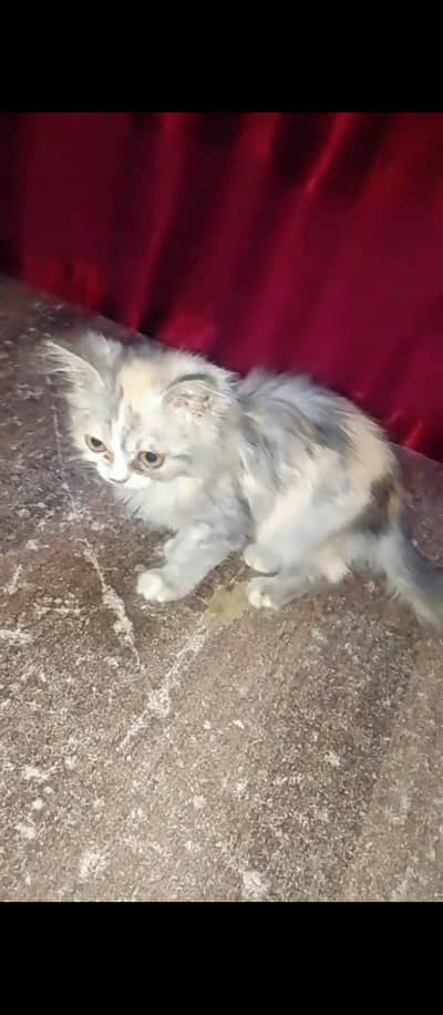 cat for sale