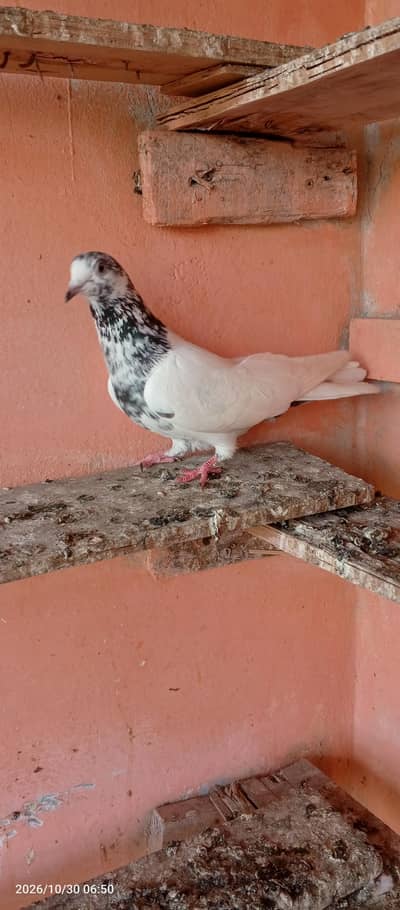 high flayer pigeon 3