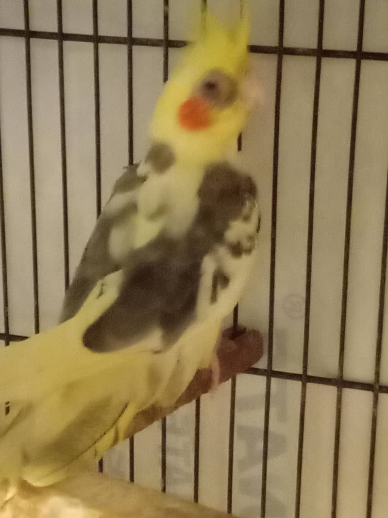 cocktail 0