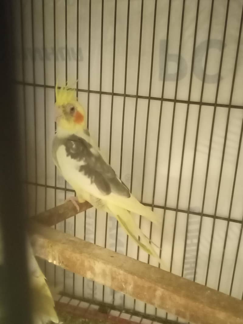 cocktail 1