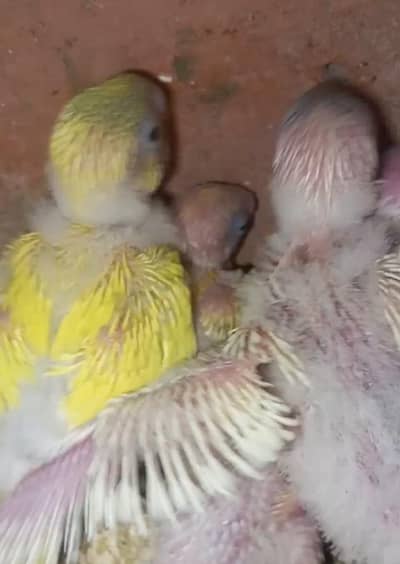 Australian Budgies Available For Handtame | Handtame ke shokeens rabta