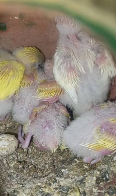 Australian Budgies Available For Handtame | Handtame ke shokeens rabta