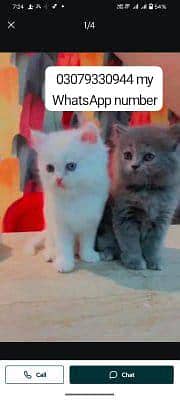 (Persian cat for sale) 2 month age )vaccinated)