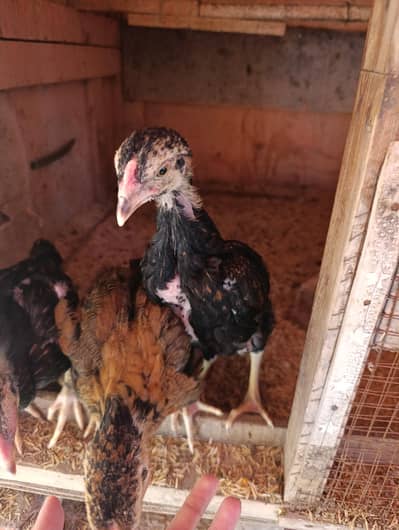 Aseel best quality healthy chicks