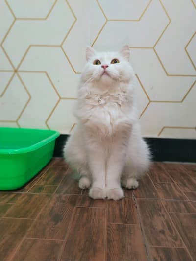 fully friendly  female