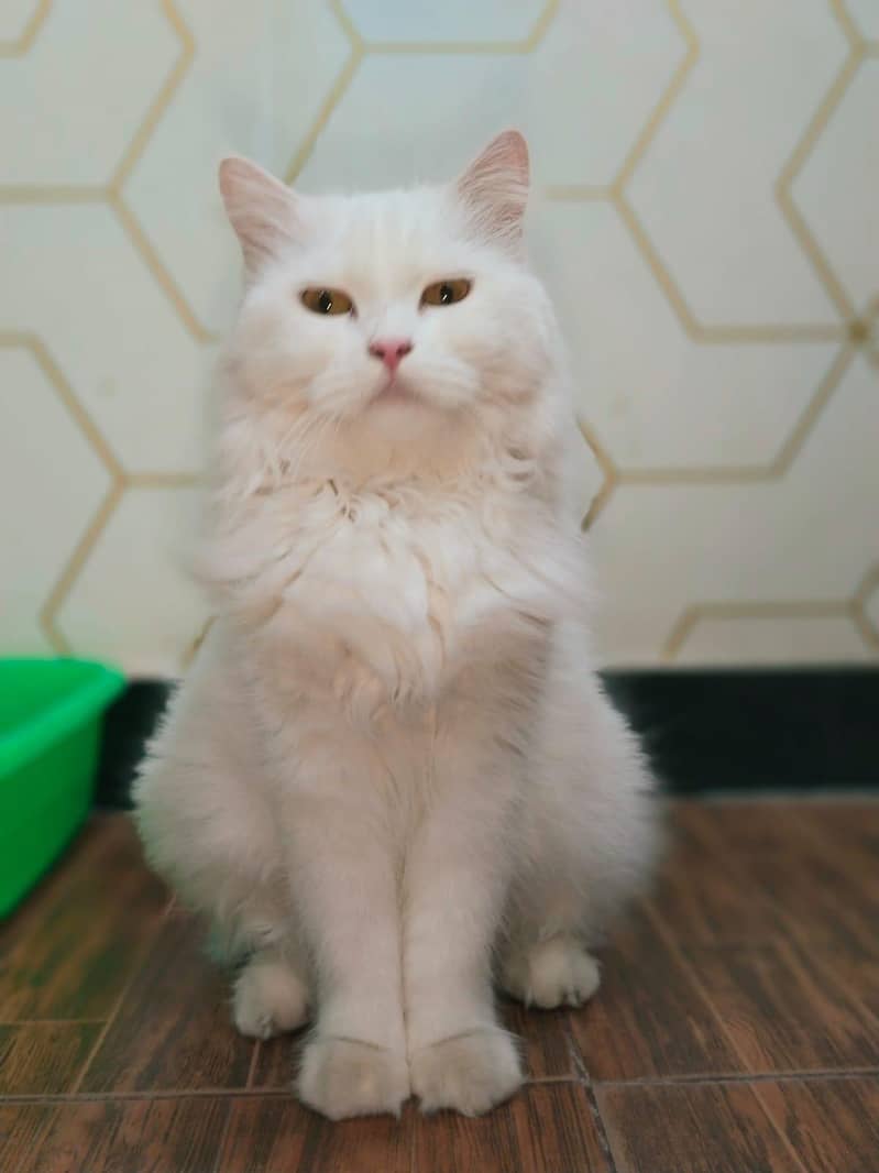 fully friendly  female 1