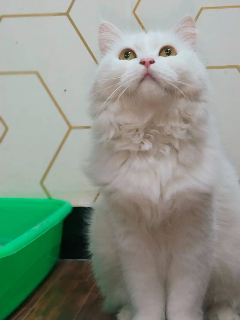 fully friendly  female 6