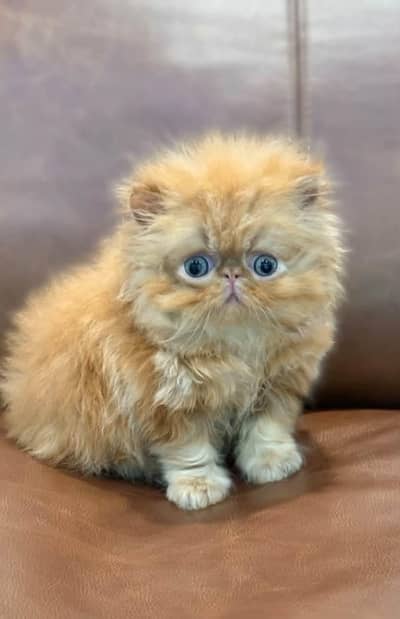 pure piki face kittens