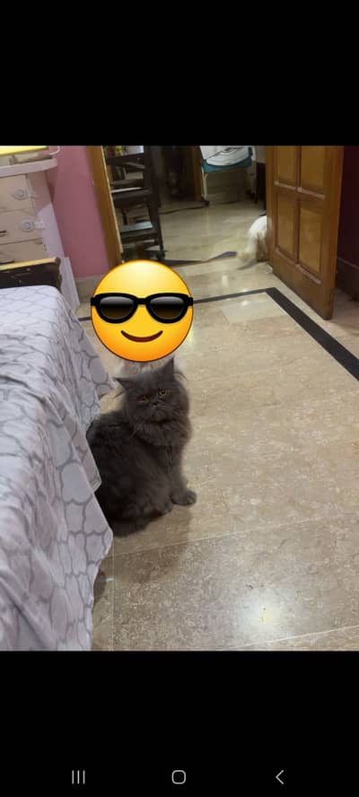 Punch face cat. lovimg and caring. .