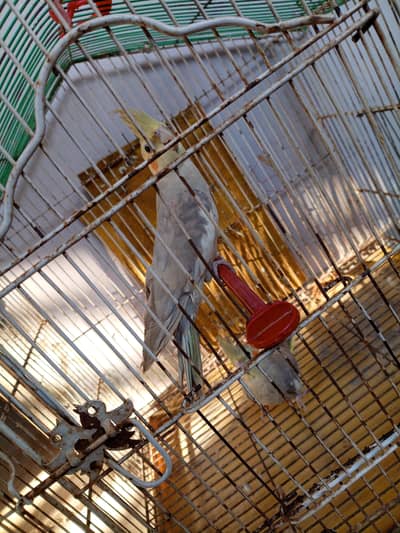 one pair of cocktails for sale