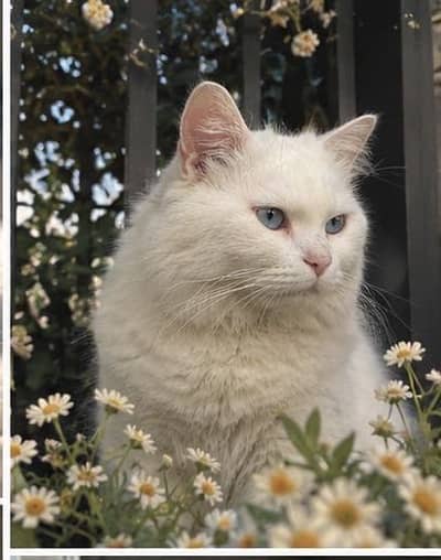 Pet Cat