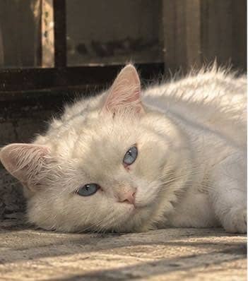 Pet Cat 1