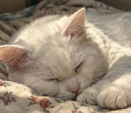 Pet Cat 3