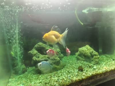 Fish for adoption